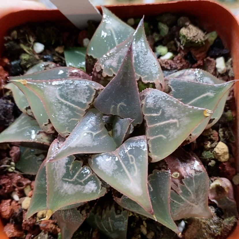 【闪购商品】12云窗酒吞母本