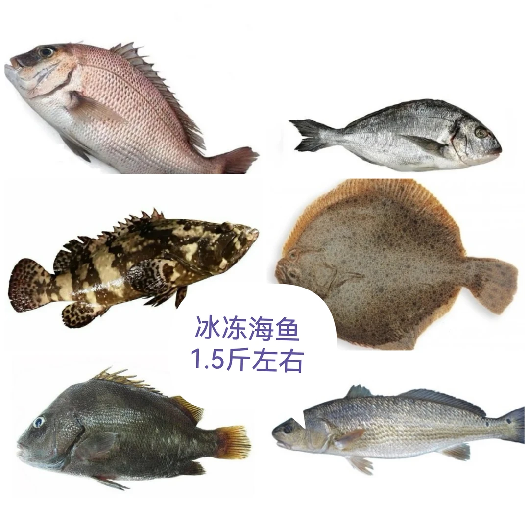 冷冻海鱼/条（自选鱼类）已杀好