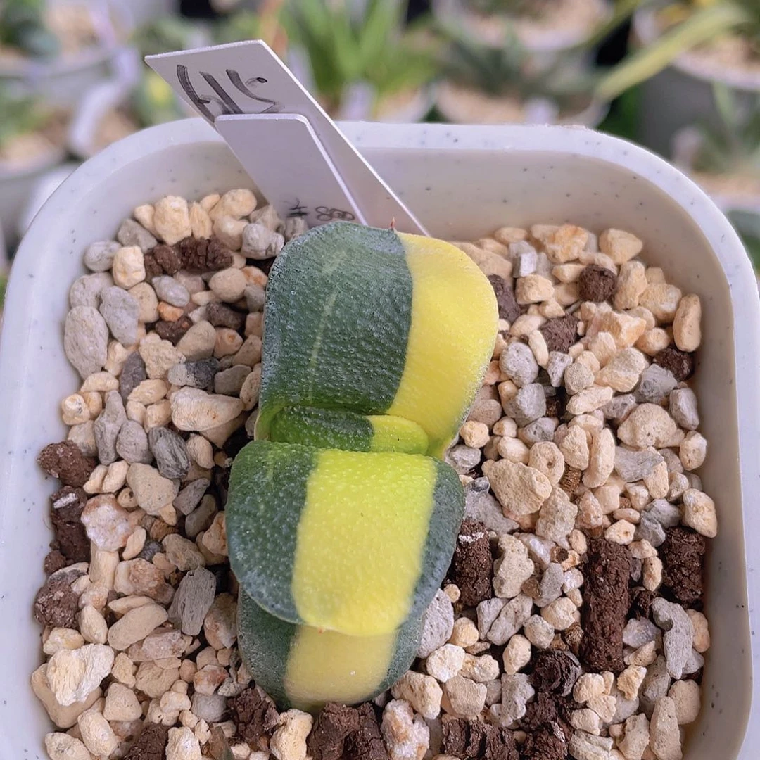 615号脱土发货111
