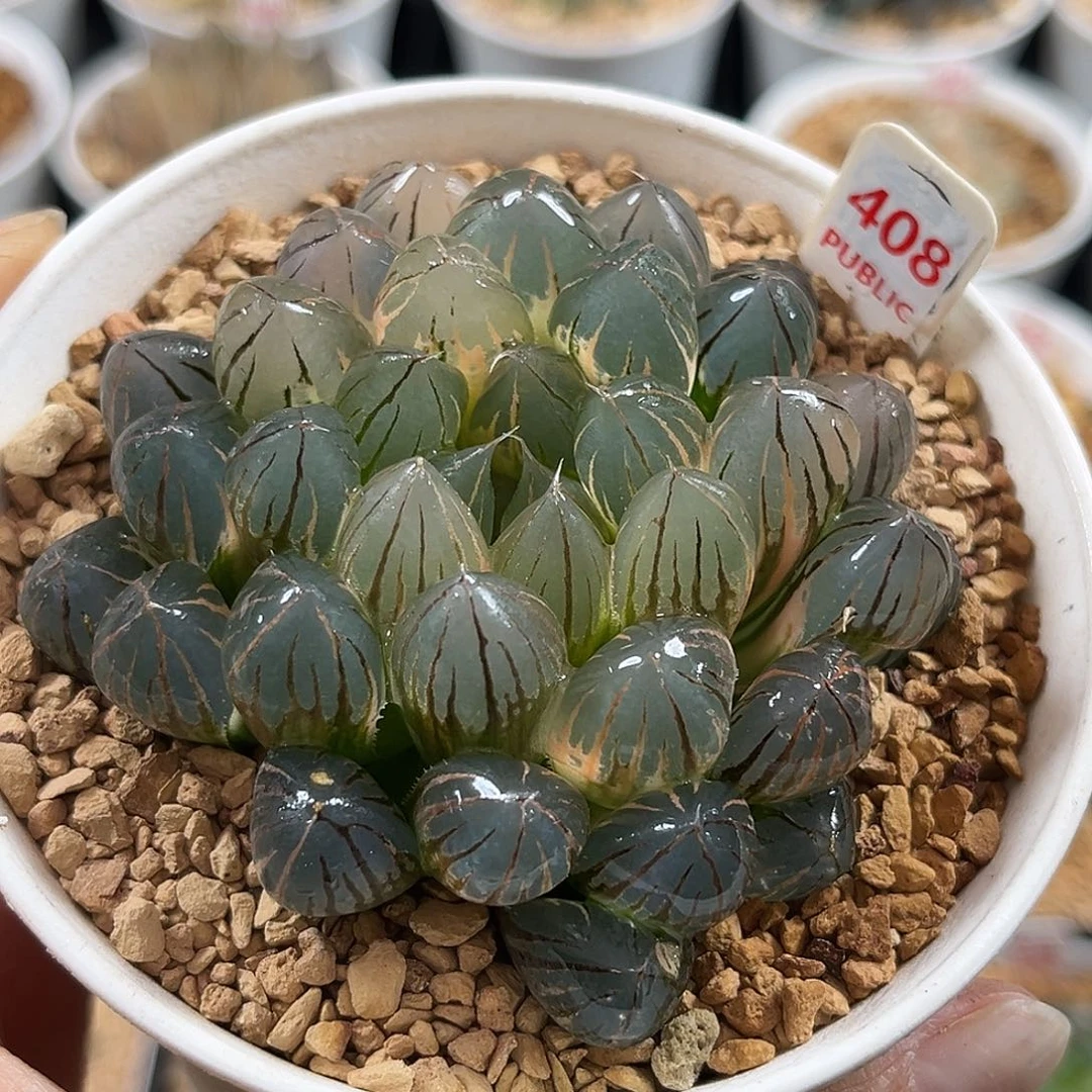 408霓虹灯玉露锦福利福利