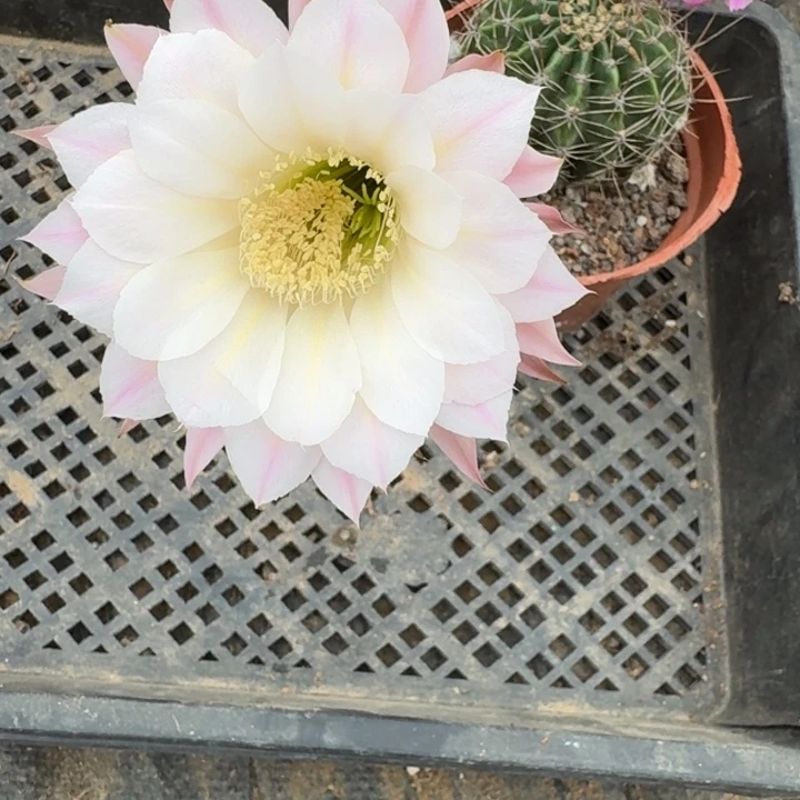 402实生彩草瘦脱土掰花斑
