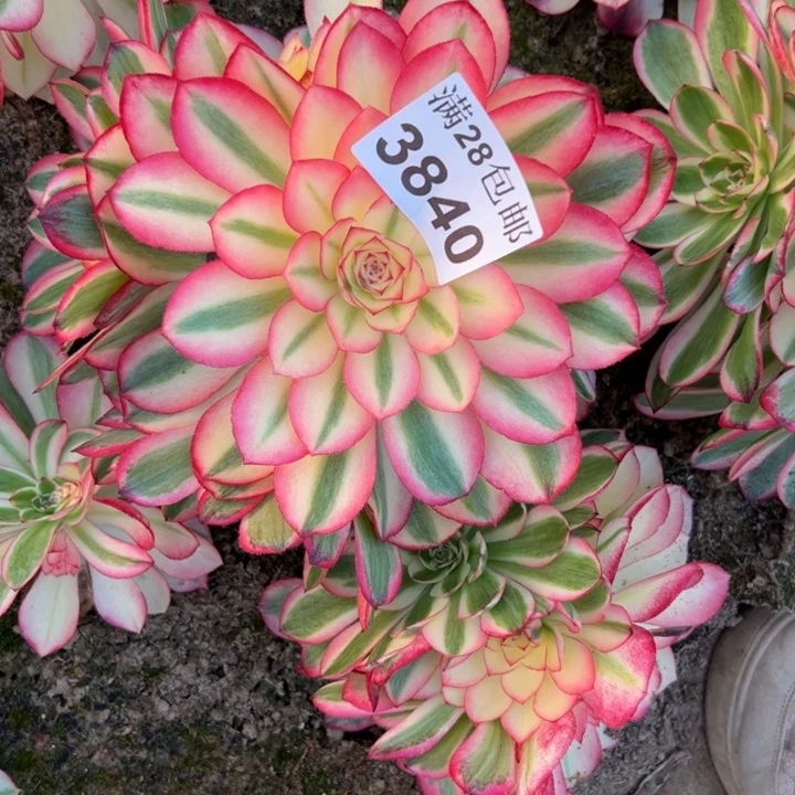 3840南荔枝多肉植物