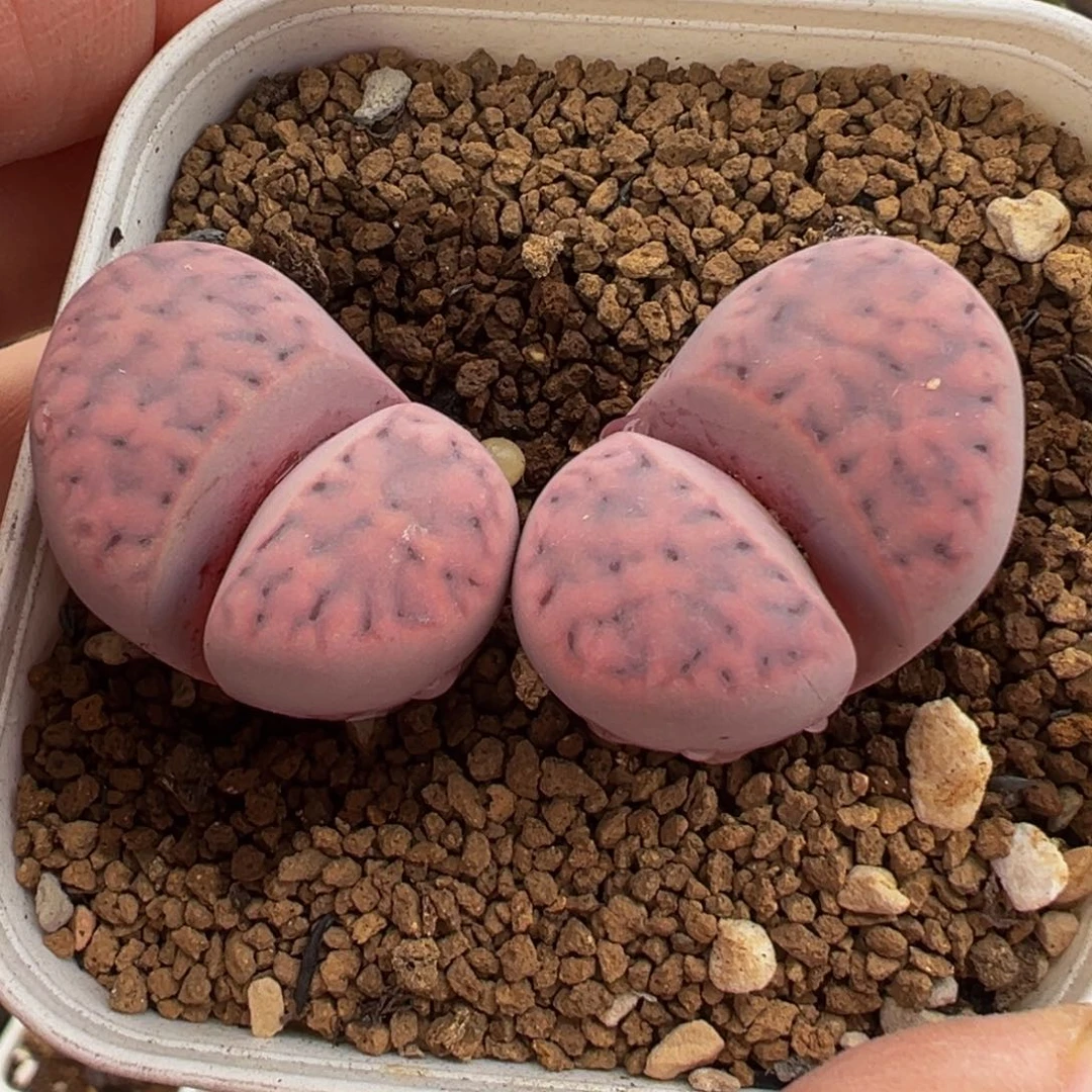 紫花纹母本带盆多肉