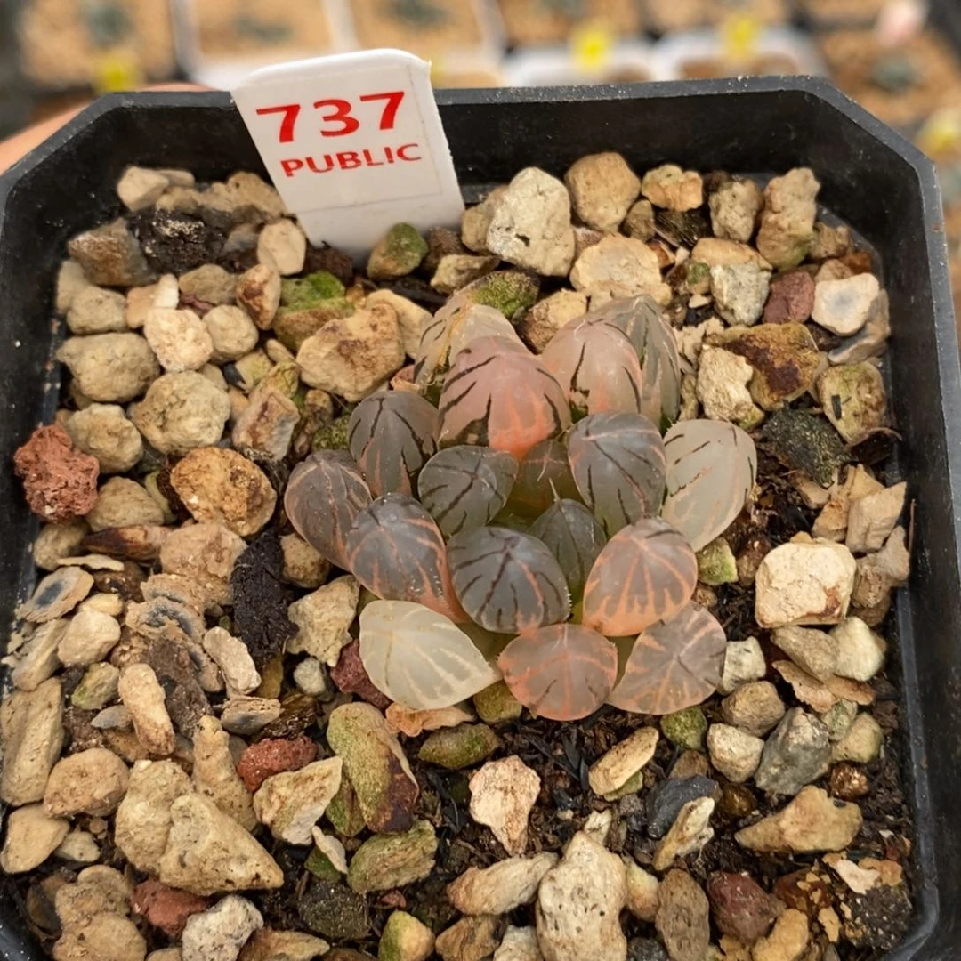 737霓虹灯十二卷多肉植物