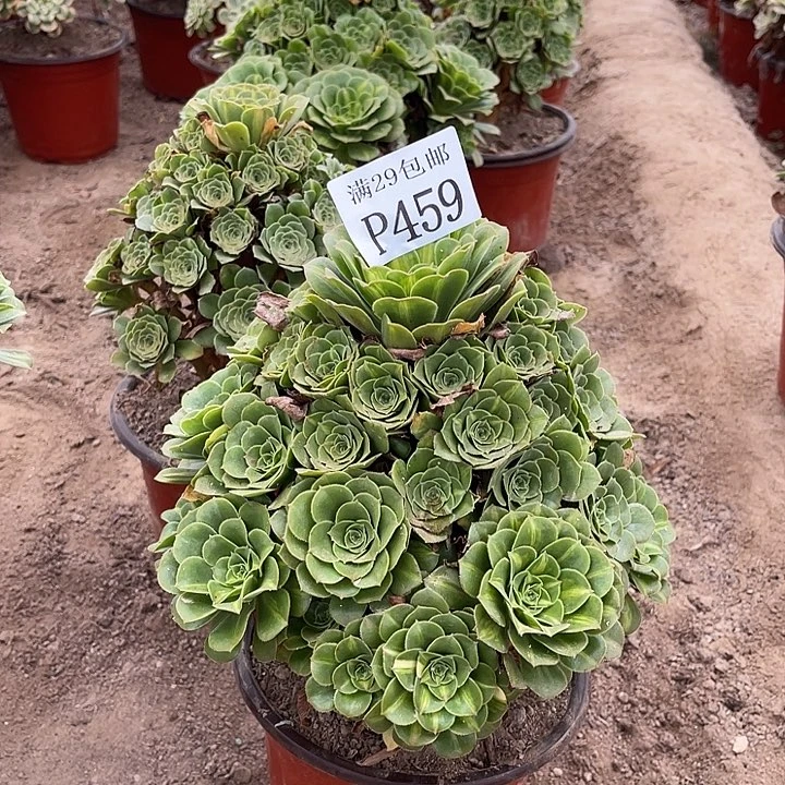459翡翠琉璃多肉植物