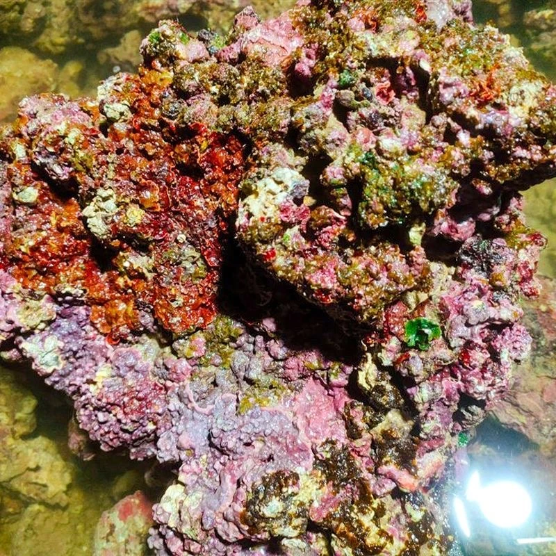 免爆藻活石新鲜高钙深海活石海水缸鱼缸开缸造景多孔微生物集