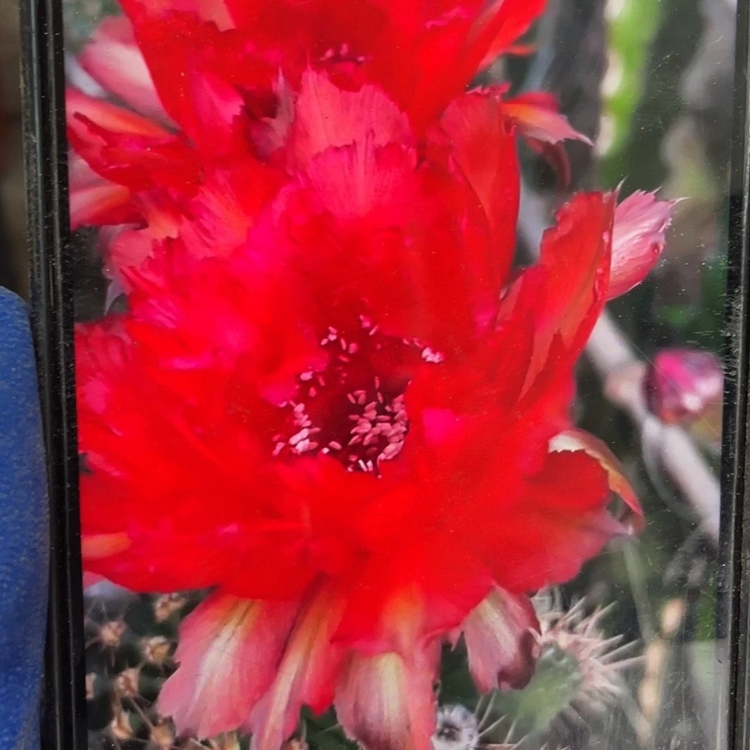 九八自根球5公分以上