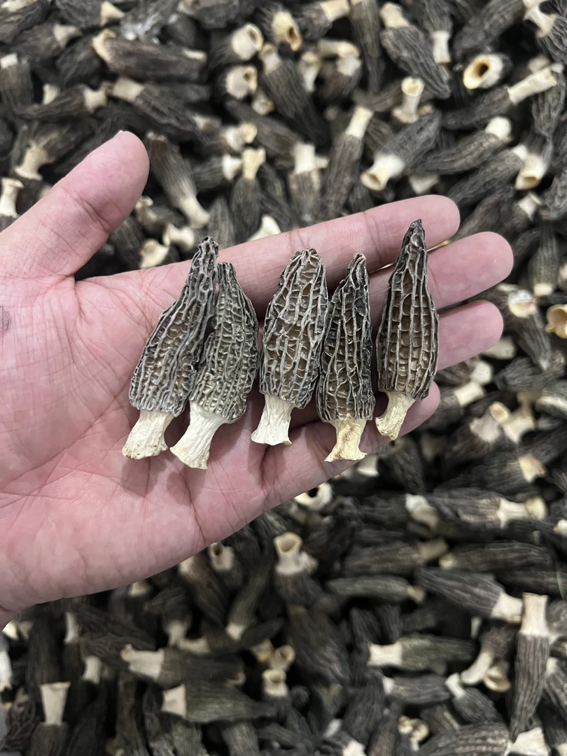 【宝宝菇】羊肚菌3-5公分口感脆嫩肉质肥厚
