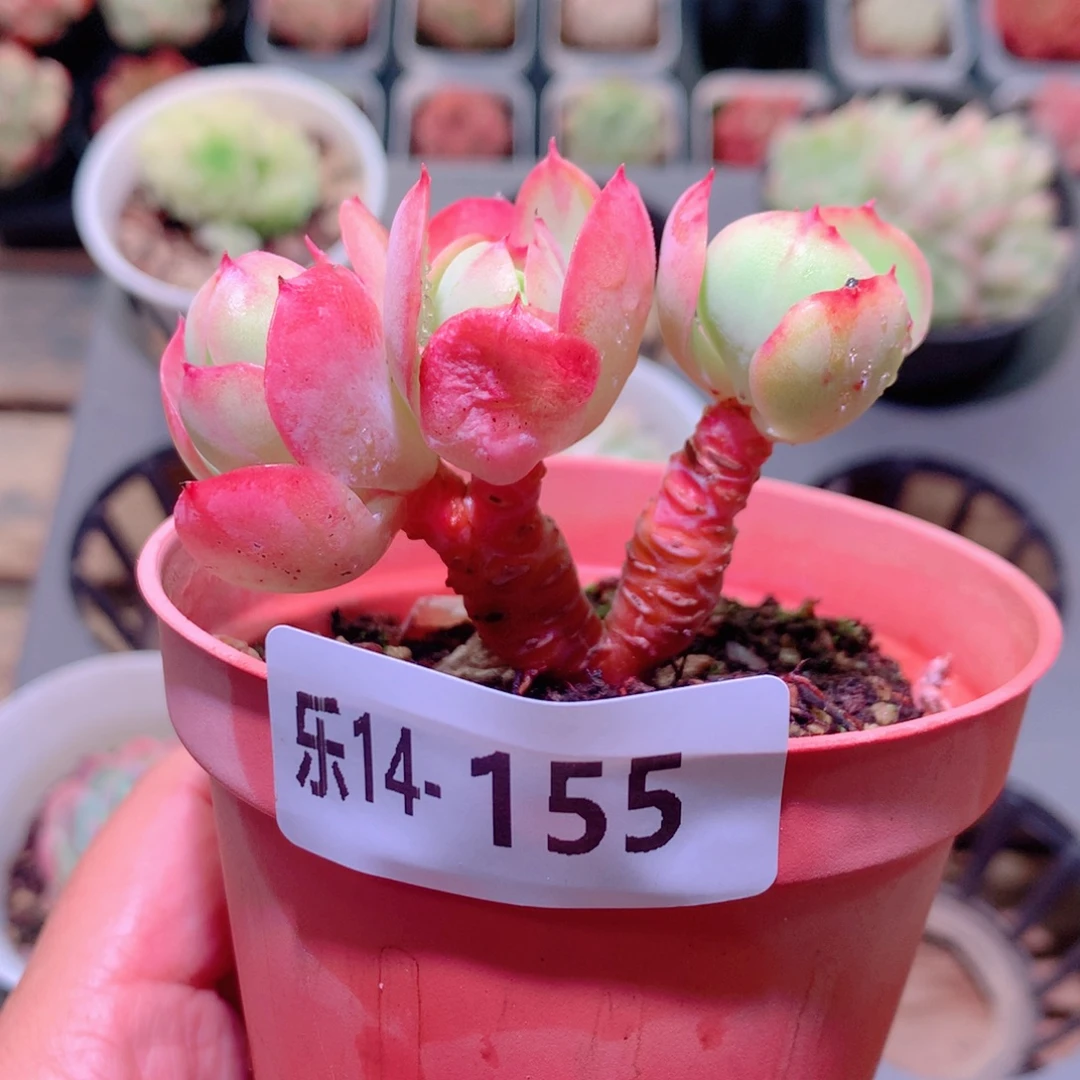 乐然14-155 桃花石群