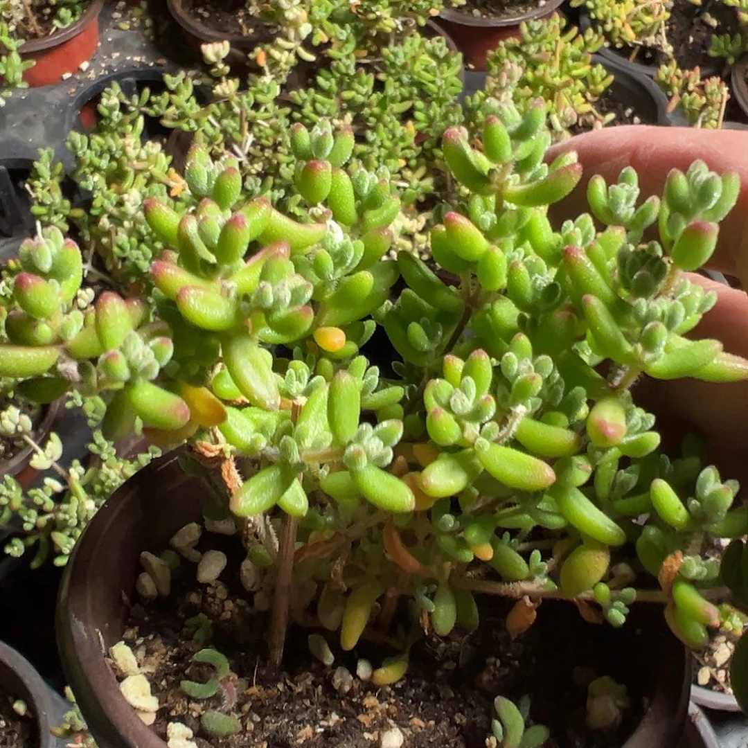 红宝石老桩90杯精品