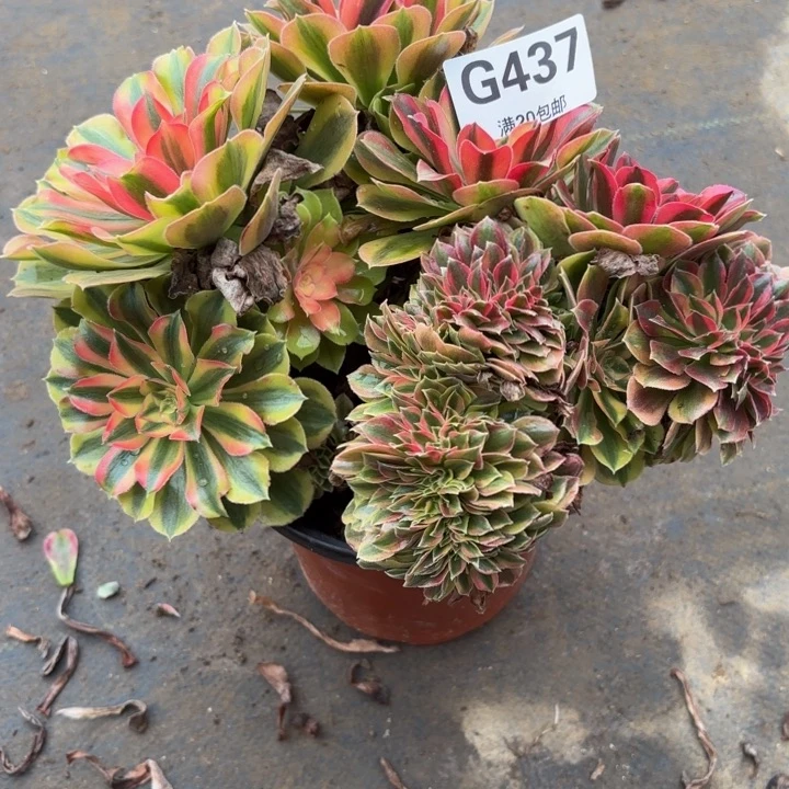 瑞妈，，，，。。。。437。洛神缀