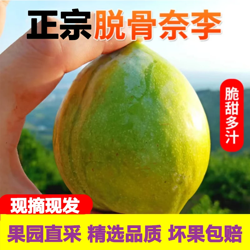 新鲜奈李5斤当季现摘空心青奈脆甜脱骨李子孕妇水果油奈大果包邮