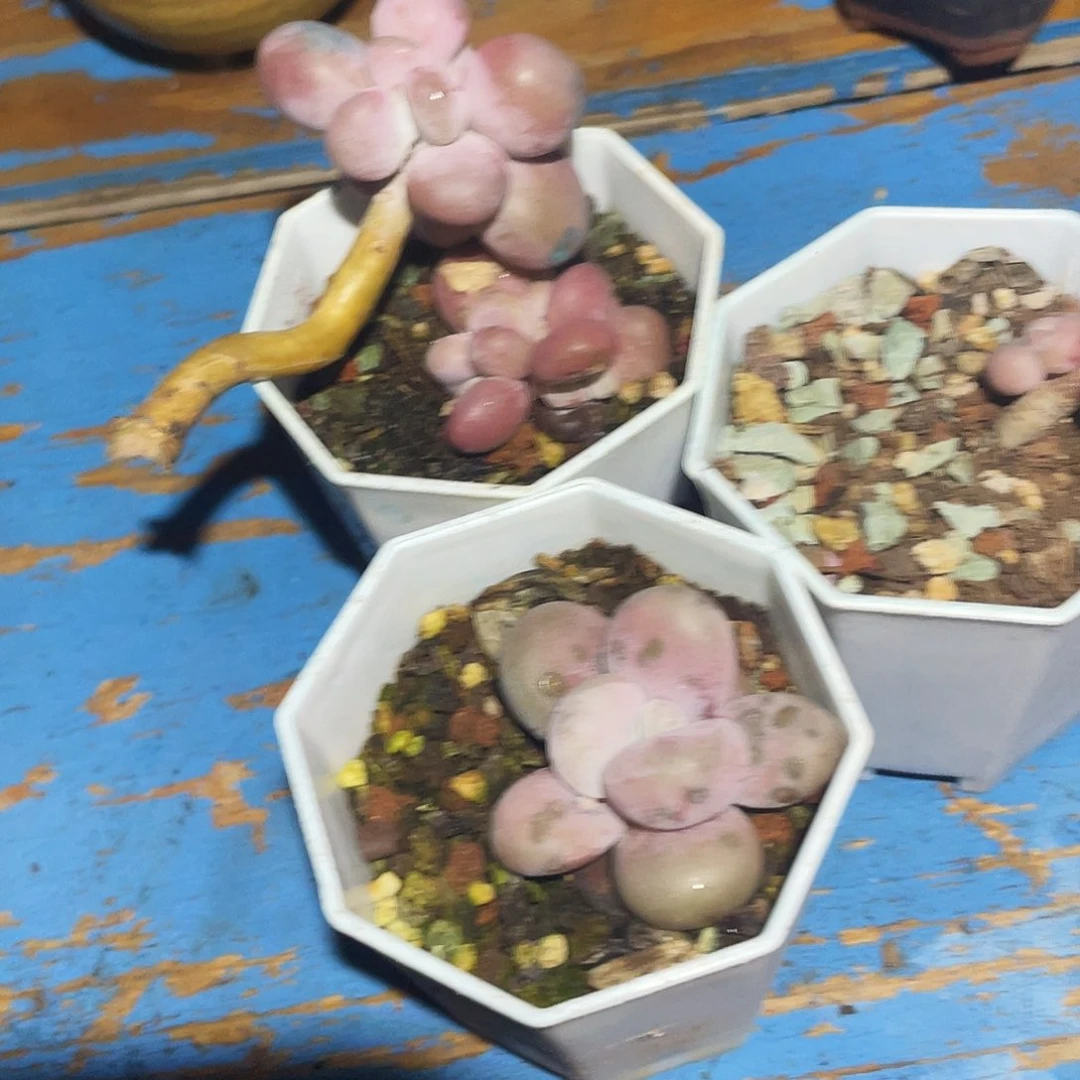 六**云多肉老桩不退不换