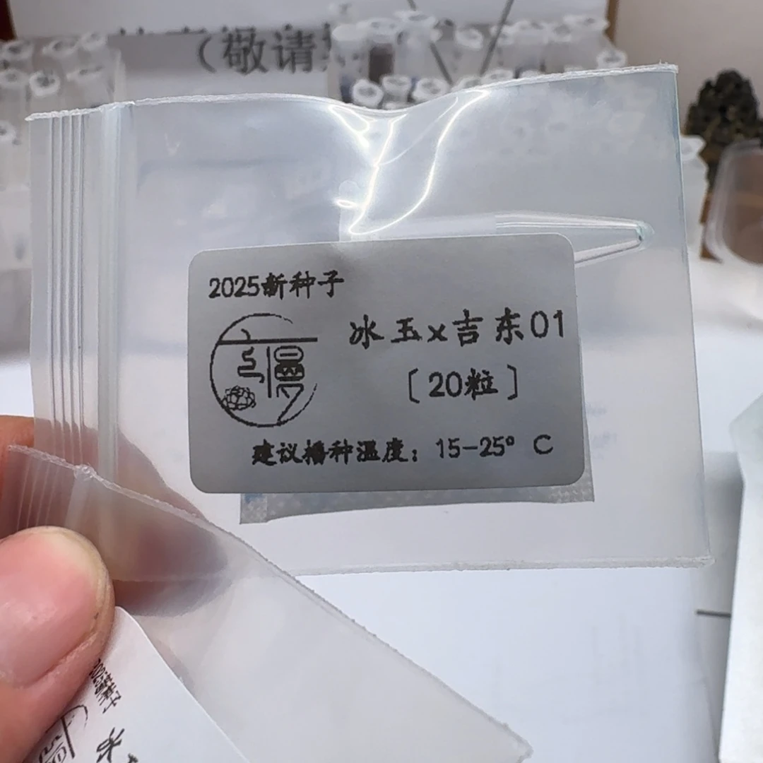 云慢2025新种子糖珍系吉东0120粒