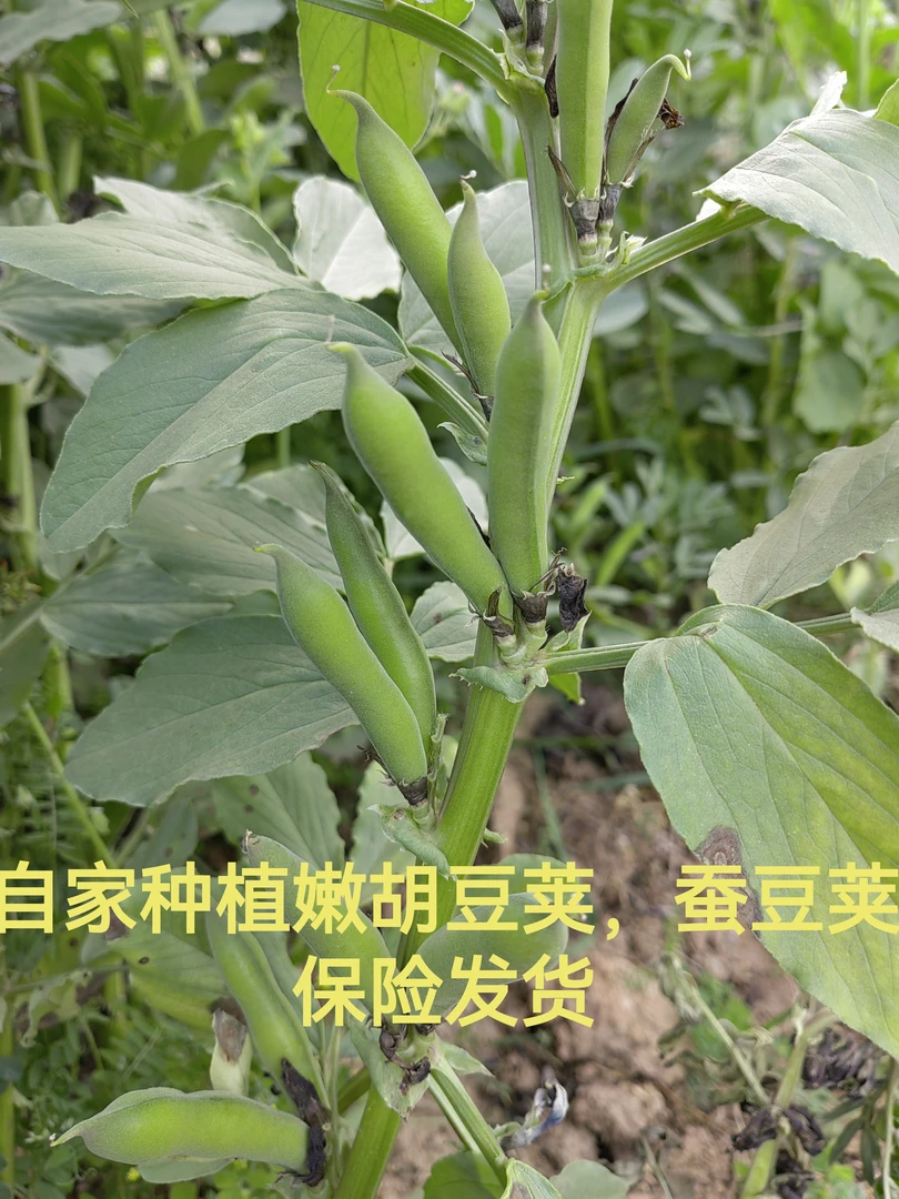 【自家种植】新鲜胡豆青蚕豆带壳青胡豆现货保鲜发货包邮