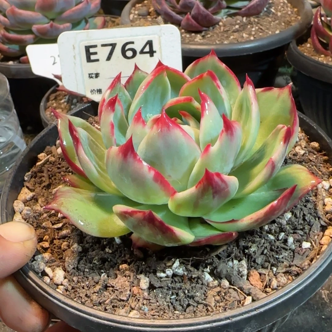 惊鸿一物一拍包装收缩花旱764