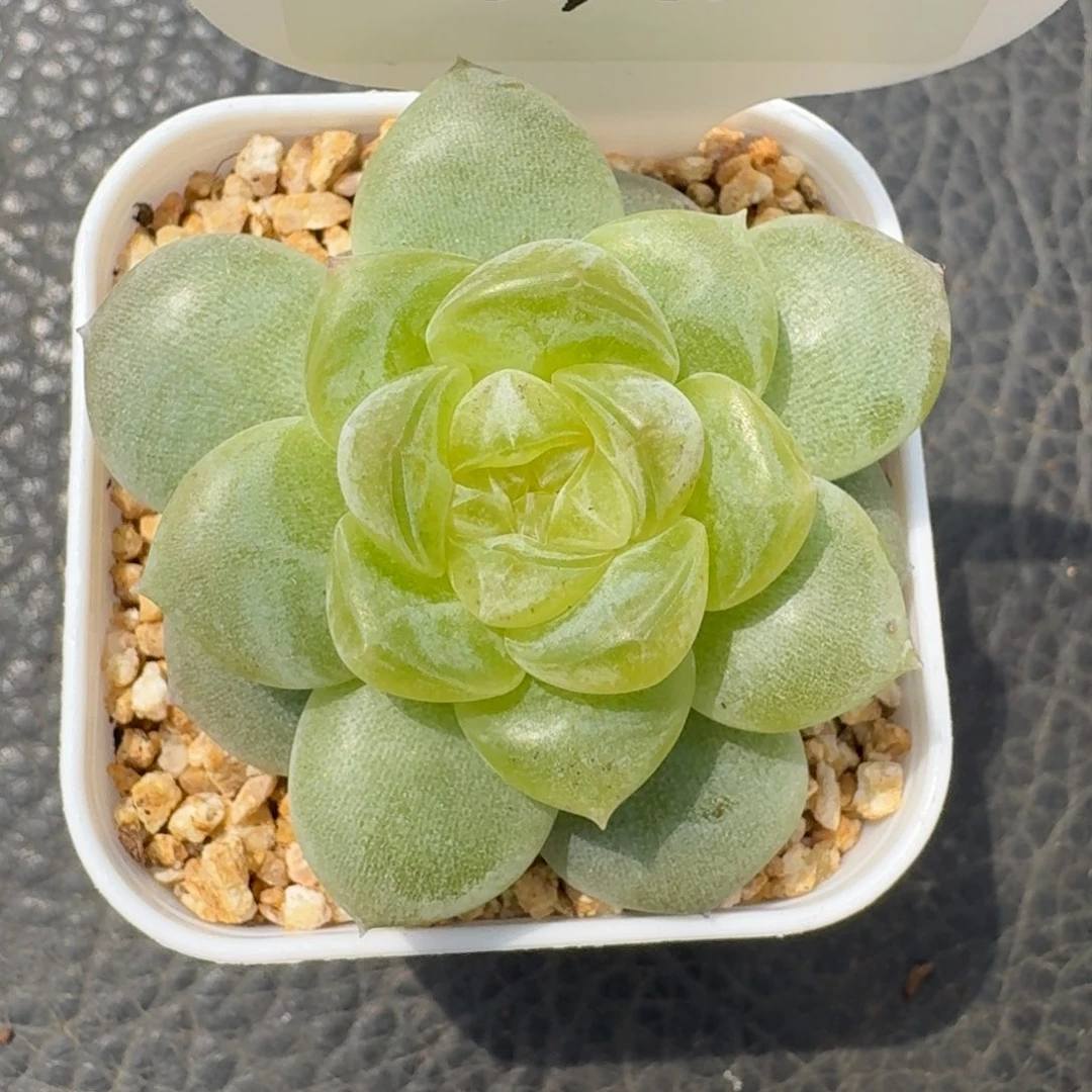 0830-028-翠果单头