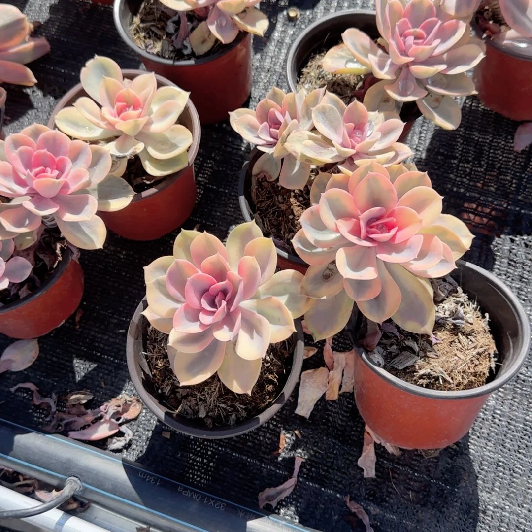 无花朵彩虹单头120