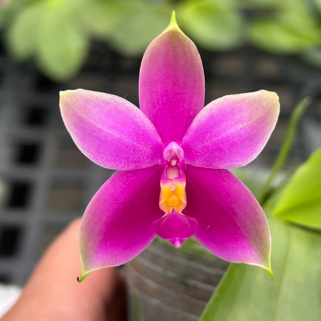 2.8寸【粉贝交印地狗】浓香