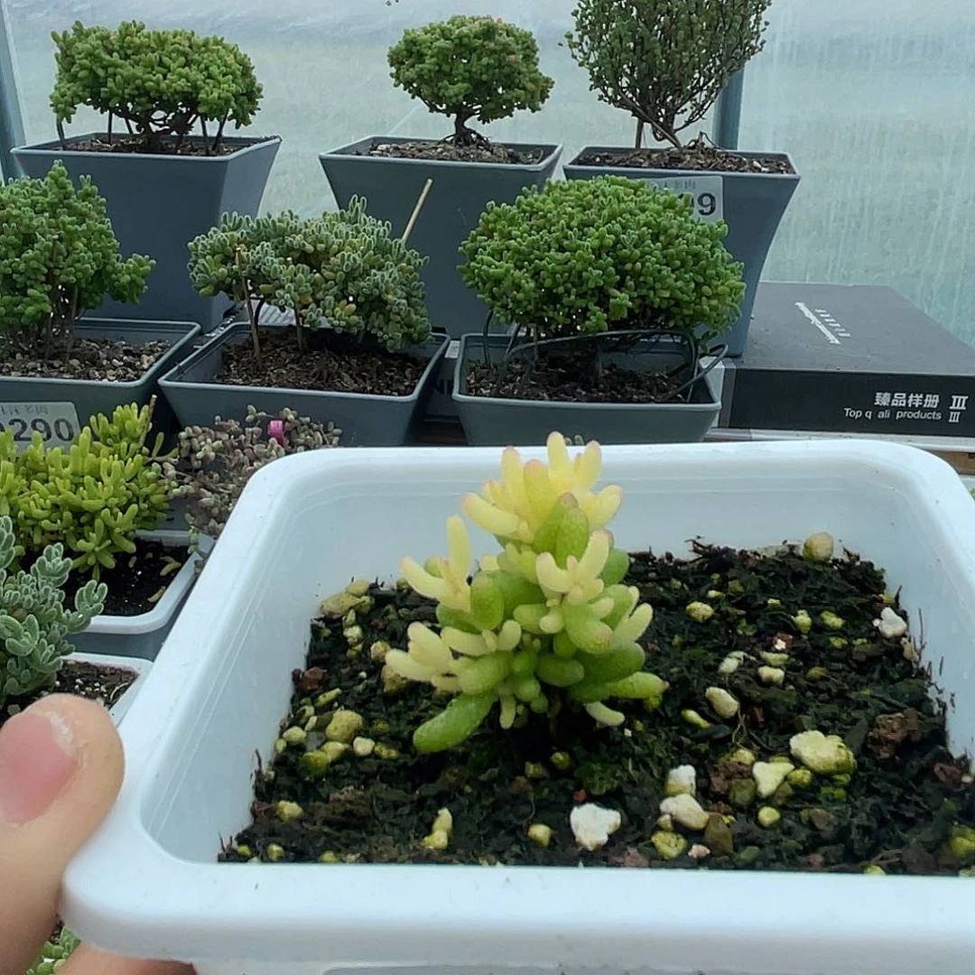 是***?313飞机猪枝干番杏