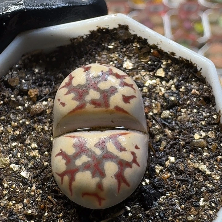 生石花33:；带。 31号