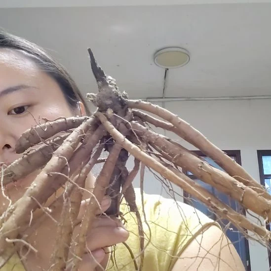 完全开放红色魅力芍药