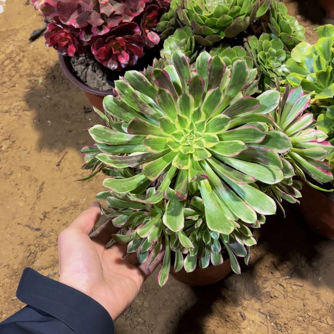 天合法师9.9多肉植物