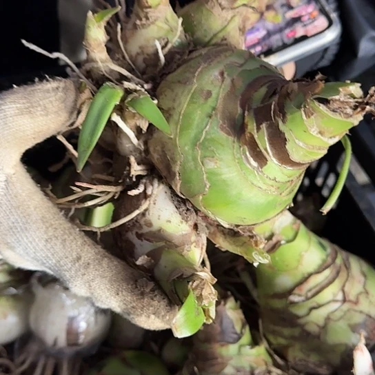 甜蜜妮芙21号 9～10+10侧 开花包对版