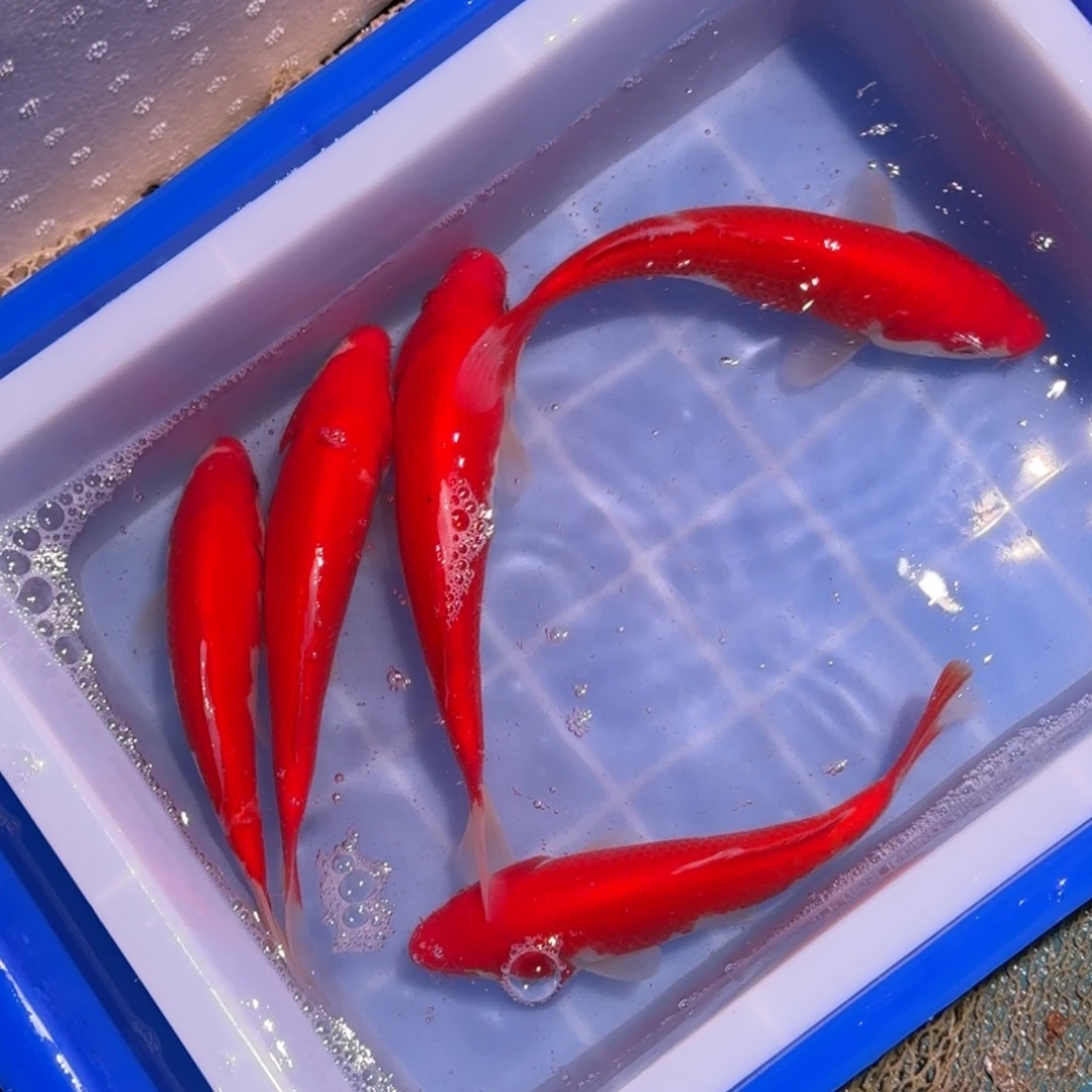 海水鱼精品锦鲤大放漏