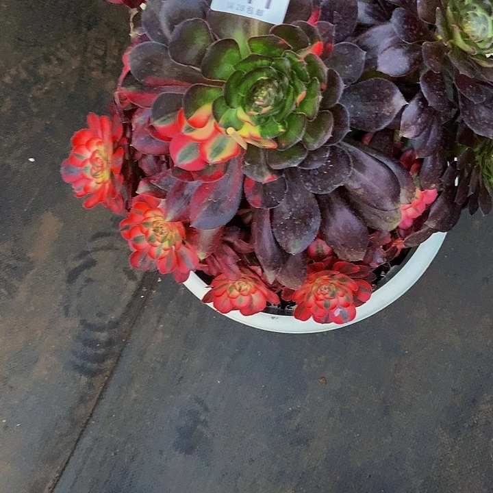 用****6841号多肉植物花蝴蝶