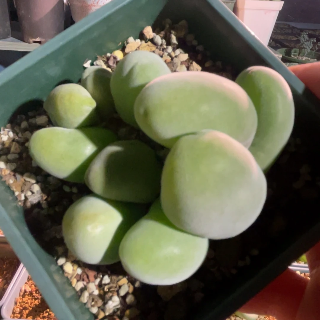 10头宝辉玉植物一物一拍