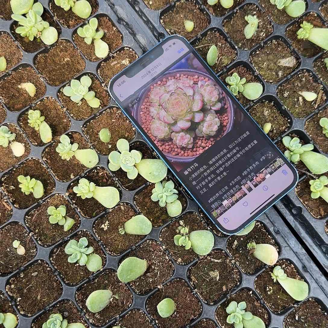 竹马中苗一个满25包邮