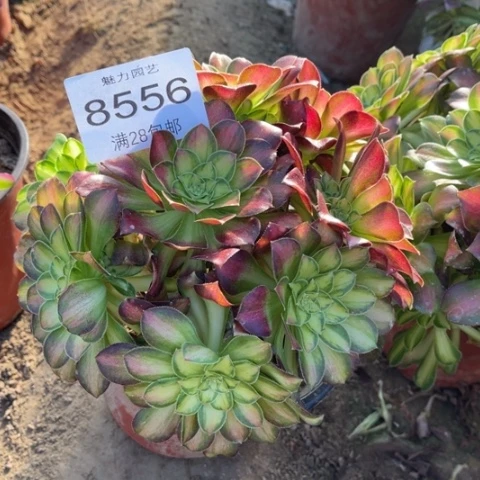 韶华多肉多肉8556