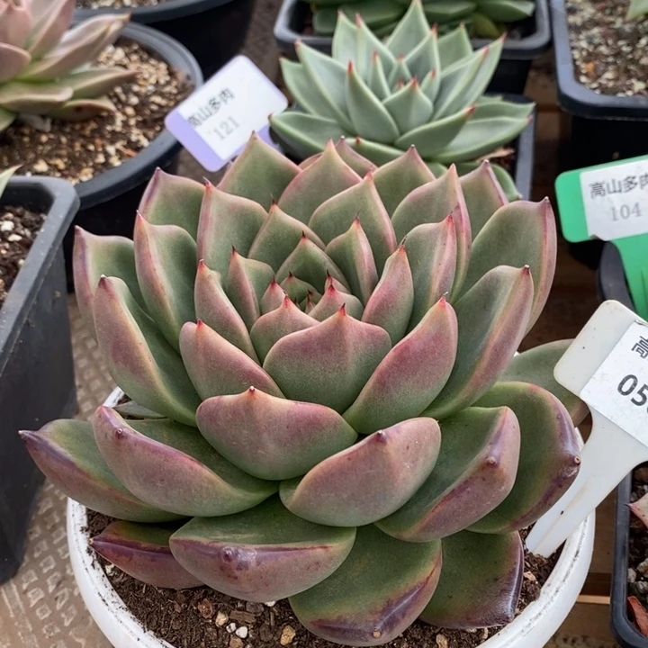 D056- 直播福利 巴松