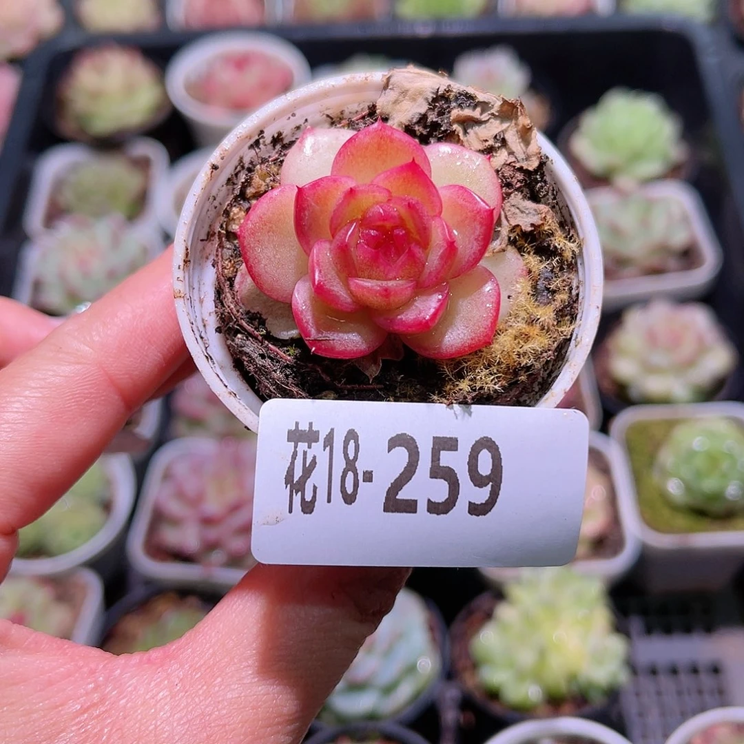 花利美18-259新品