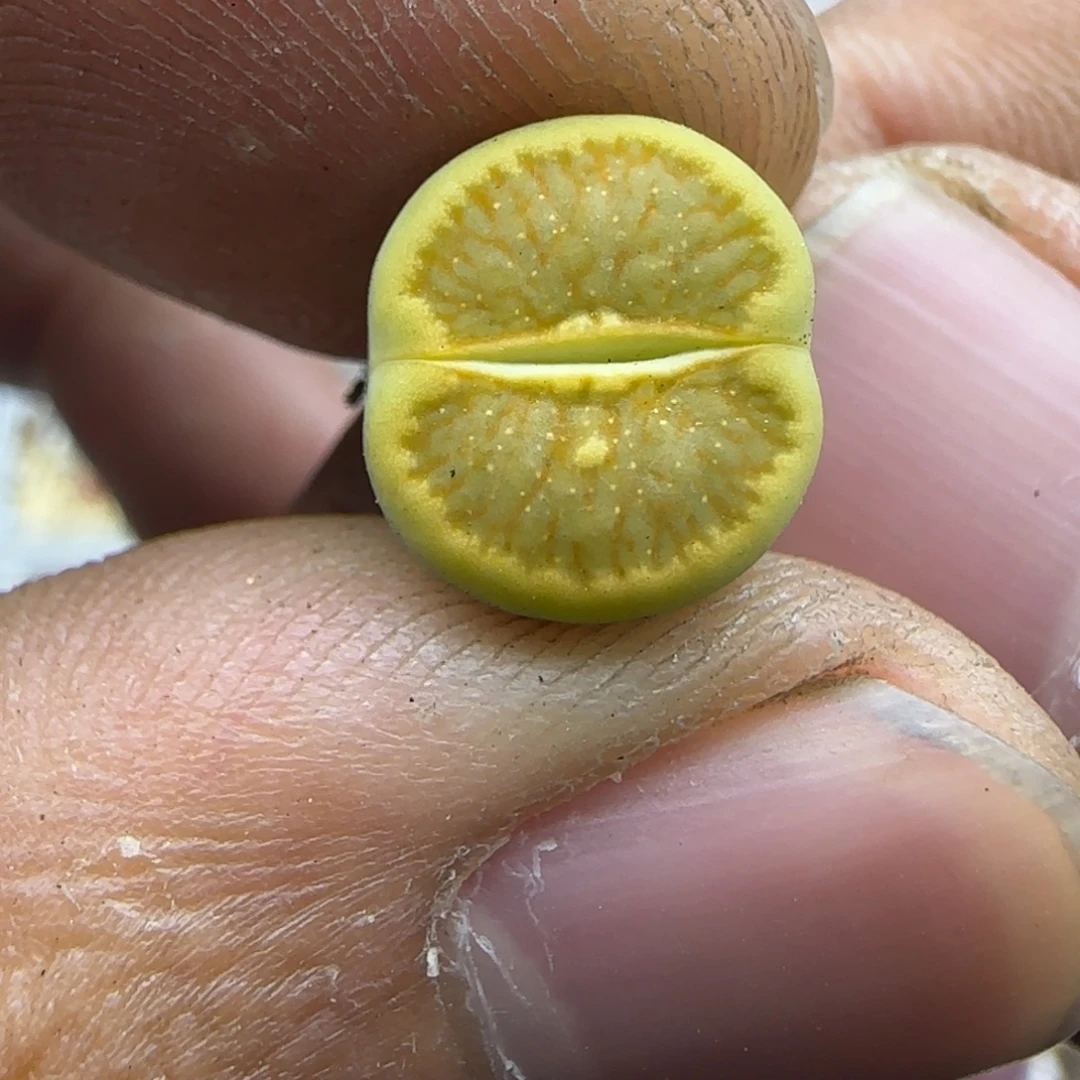 556 生石花大棚直播