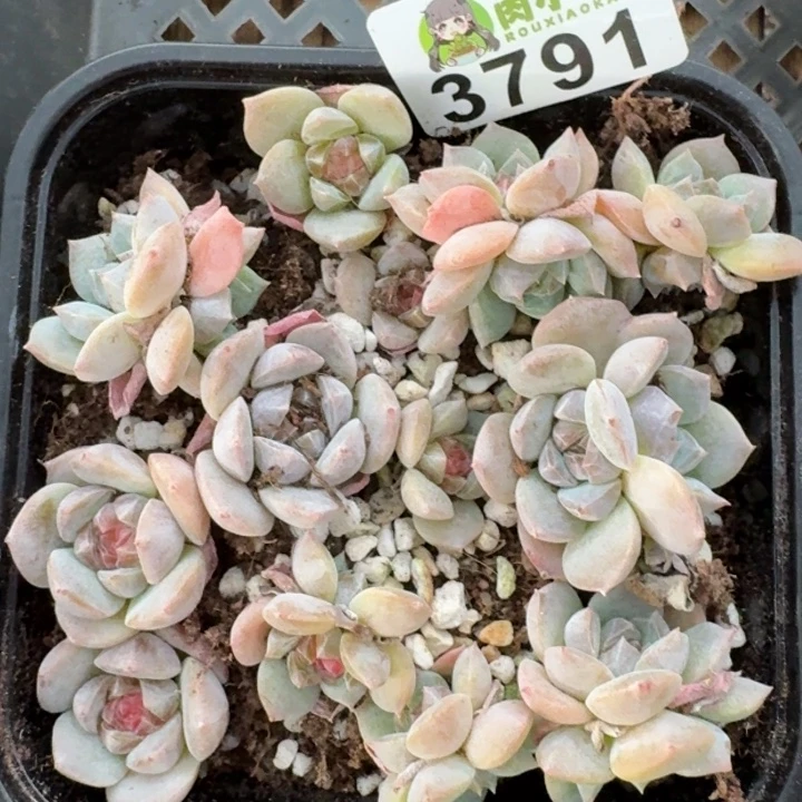 多肉植物多肉植物