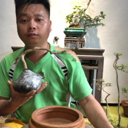 无花朵盆景盆栽植物（不包成活率）