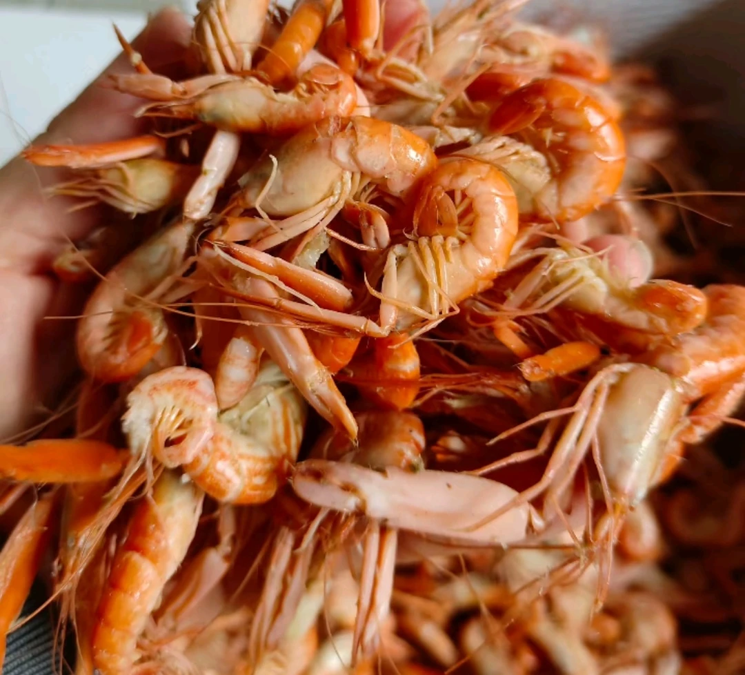 刚下船的抓虾也叫狗虾不咸（熟）