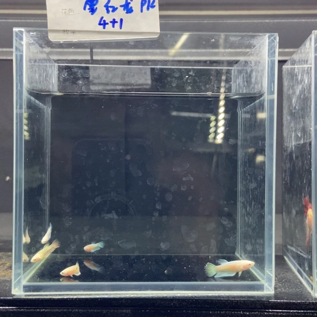 斗鱼包活不包损所见即所得600