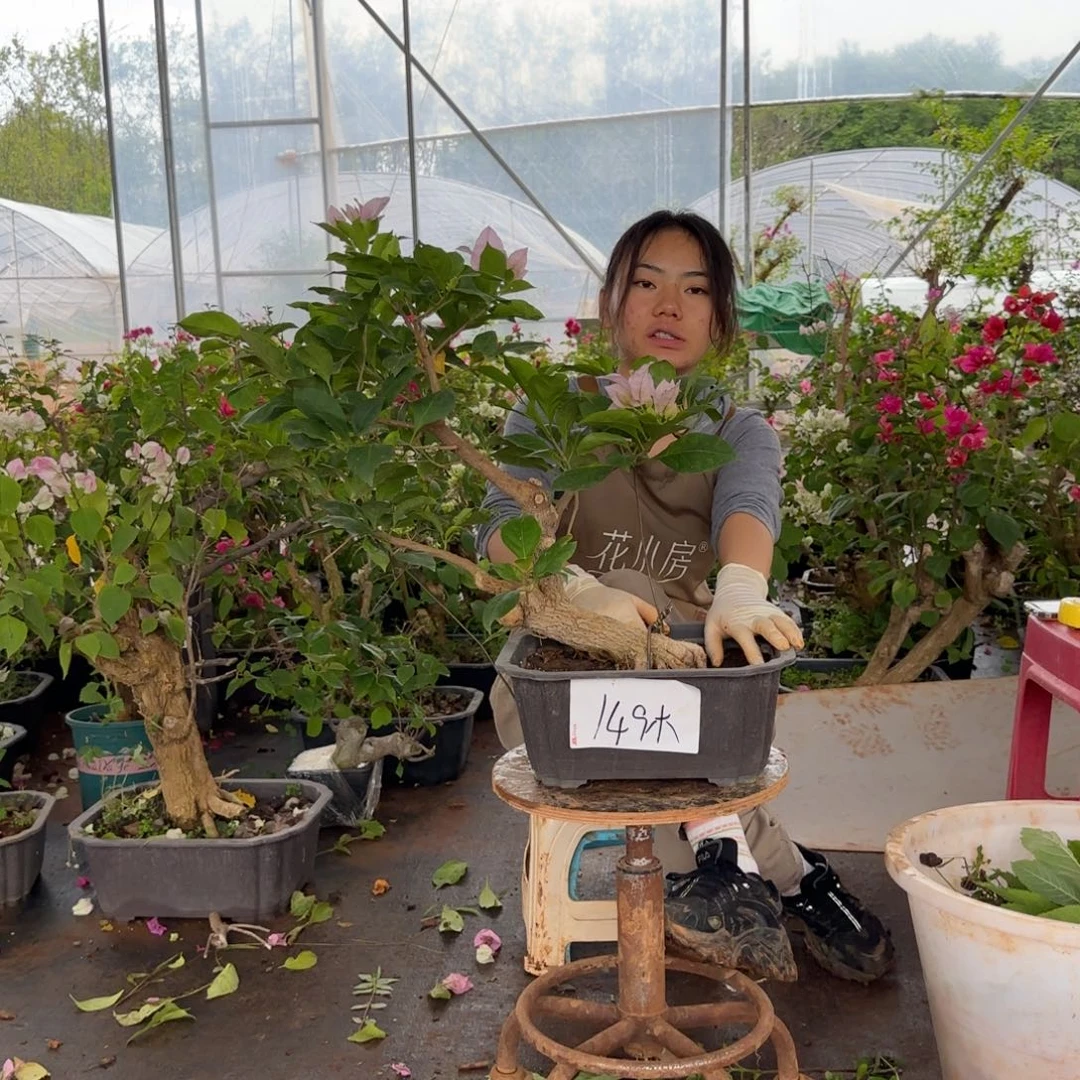 大部分花苞少量开放金夫人 149木