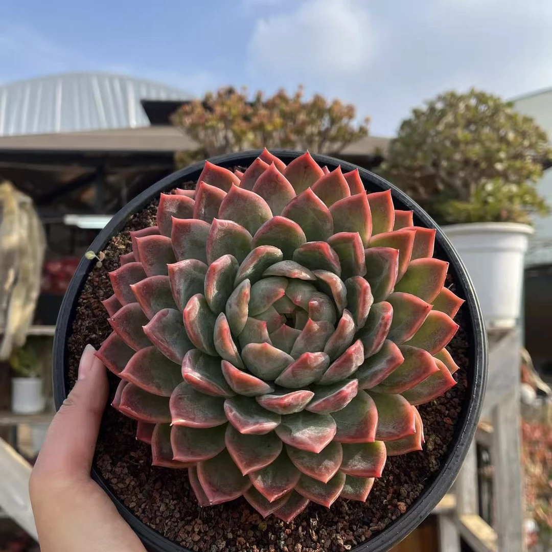 西施多肉植物 好看好养