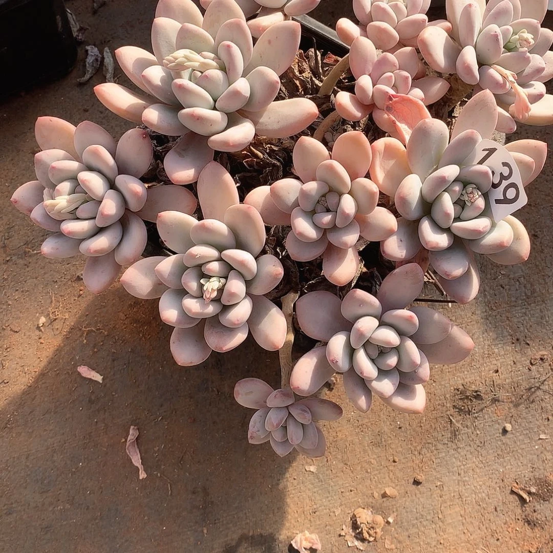 139 一物一拍多肉