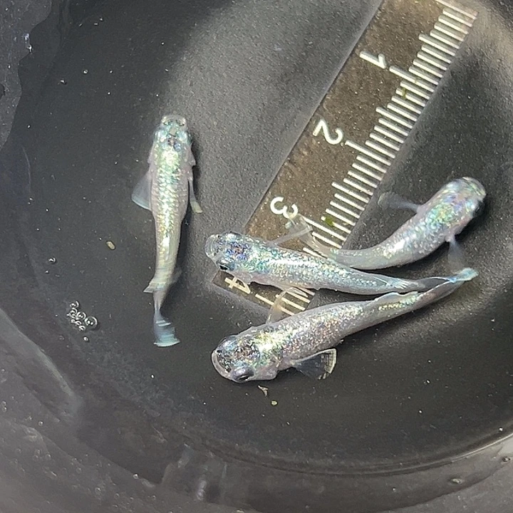 青鳉鱼妖精一组32hao