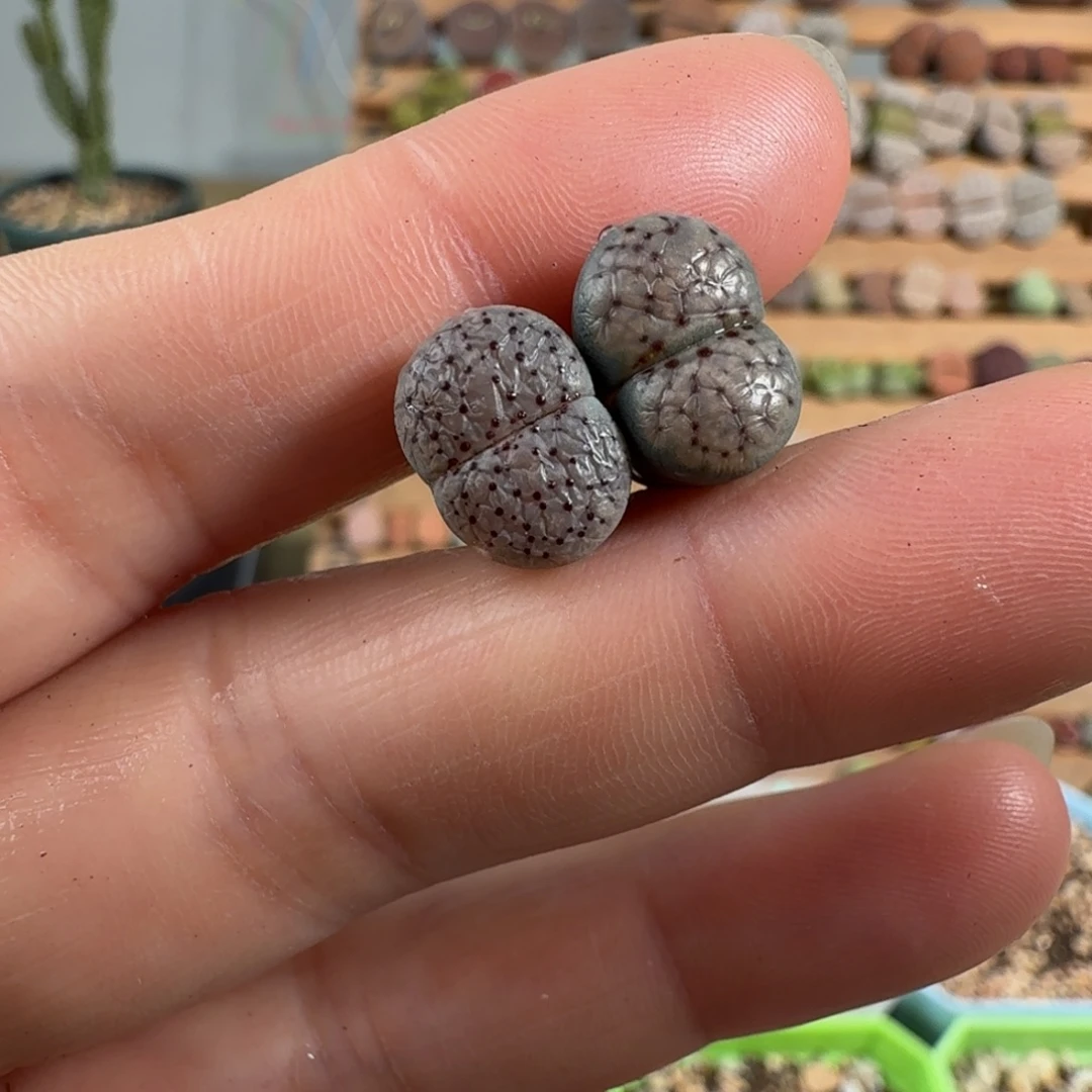 特价血点朝贡一对