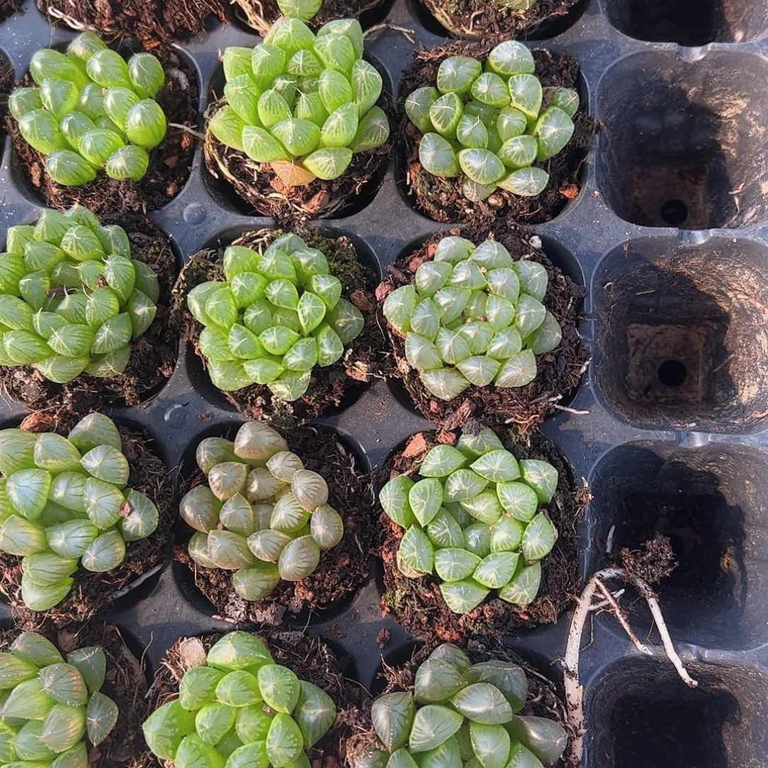 直播福利一物一拍43