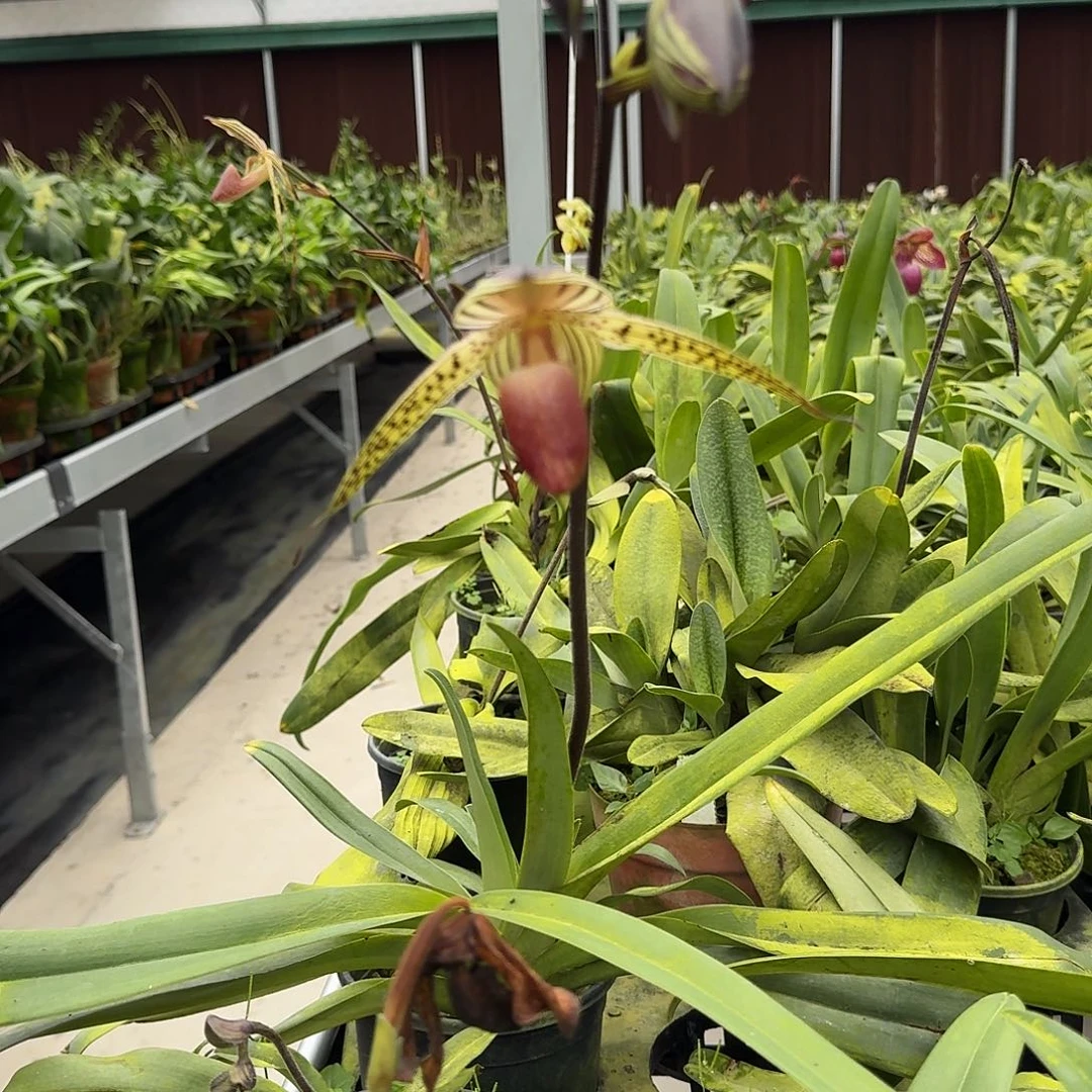 当前无花栽培后可以开花b006淑女兜 叶瑕疵不售后