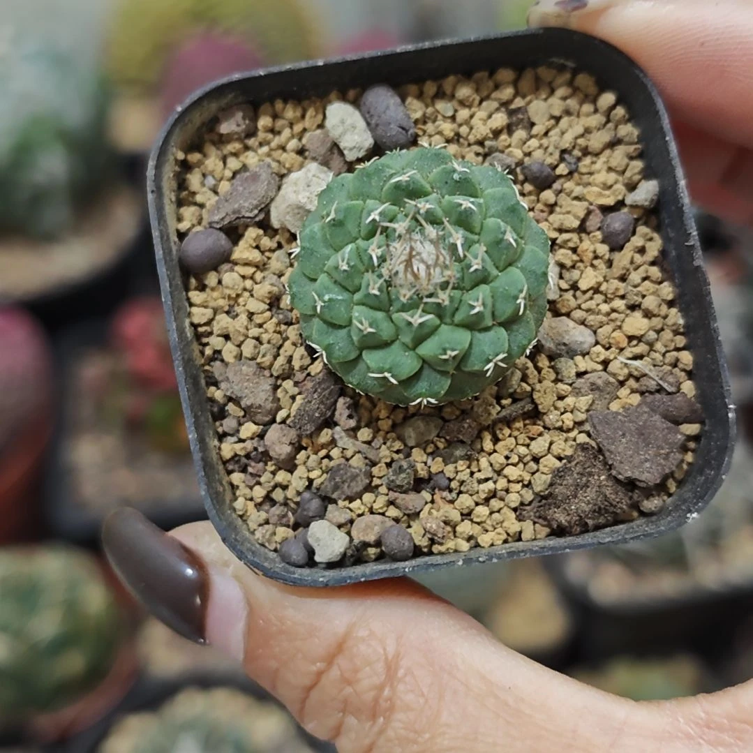 福利实生根菊水2.5公分