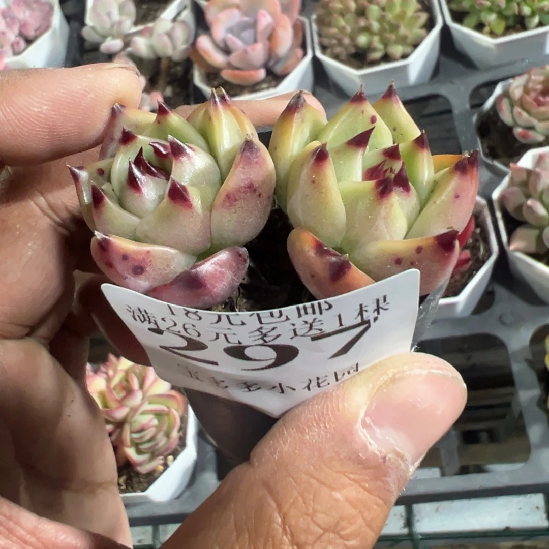 297号蓝龙一物一拍