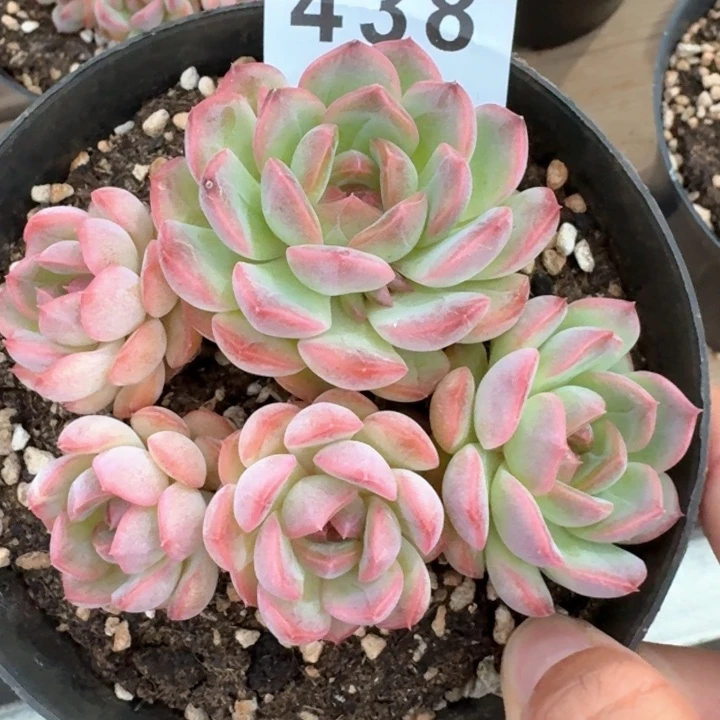 琴心            多肉植物